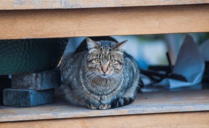 Более 60 домашних животных в Одессе нашли новый дом