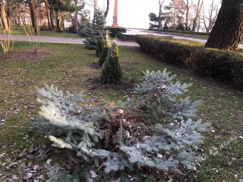 Неизвестные вандалы срезали голубые ели в парке Шевченко (фотофакт)