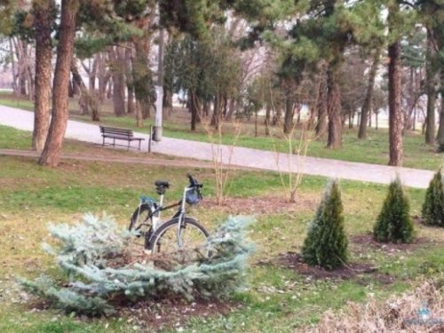 Неизвестные вандалы срезали голубые ели в парке Шевченко (фотофакт)