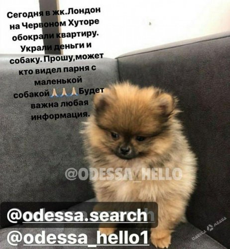 Украли деньги и собаку: в Одессе обокрали квартиру