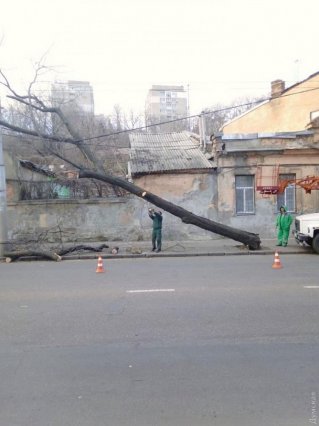 В Одессе из-за сильного ветра падают деревья