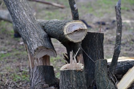 В парке Юность уничтожают деревья