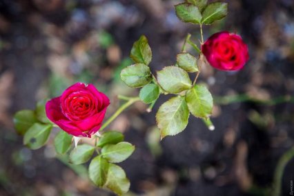 В одесскои Ботаническом саду зимой цветут розы и подснежники (фото)