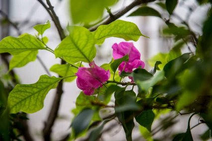 В одесскои Ботаническом саду зимой цветут розы и подснежники (фото)