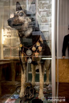 Музею одесской полиции передали награды легендарного пса, который участвовал в задержании 500 преступников