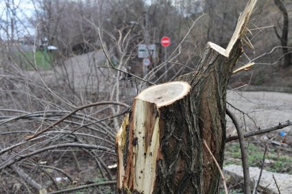 На Трассе здоровья всего спилили 336 деревьев. Труханов назвал их «кустами и самосевом»