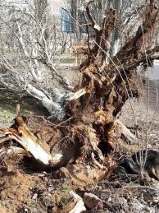 В Одессе упавшее дерево повредило арестованные машины, хранившиеся в райотделе полиции