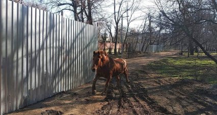 Из одесского зоопарка на прогулку в Преображенский сбежал конь (фото, видео)
