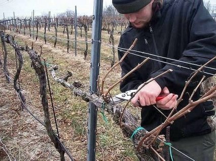 Болградский район в лидерах по востребованности рабочих на виноградниках