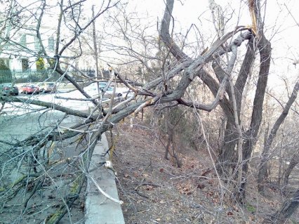 Шквальный ветер в Одессе: поваленные деревья и заборы (фото)