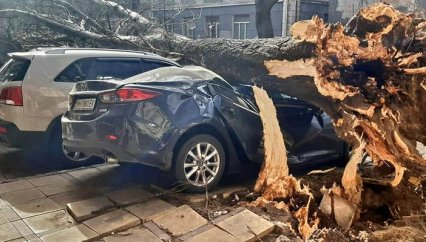 В Одессе ураган повалил 400 деревьев
