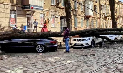 В Одессе ураган повалил 400 деревьев