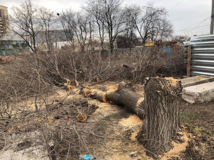 В Одессе cпилили деревья ради строительства заправки