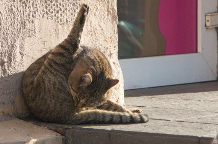Бессмысленные траты одесской мэрии: из бюджета города снова выделят почти миллион гривен на стерилизацию нескольких тысяч бездомных котов
