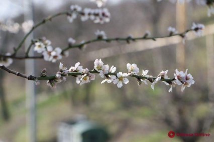 Весна пришла: на Ланжероне зацвел абрикос (фото)