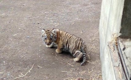 В одесском зоопарке пополнение — родился амурский тигренок