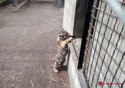 В одесском зоопарке пополнение — родился амурский тигренок