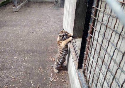 В Одесском зоопарке родился редкий краснокнижный зверь
