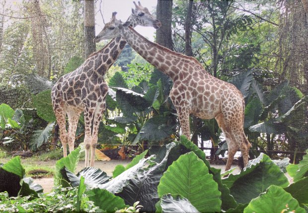 Поцелуй бегемотов и жирафьи нежности: в Летнем театре открылась фотовыставка «Вокруг света»