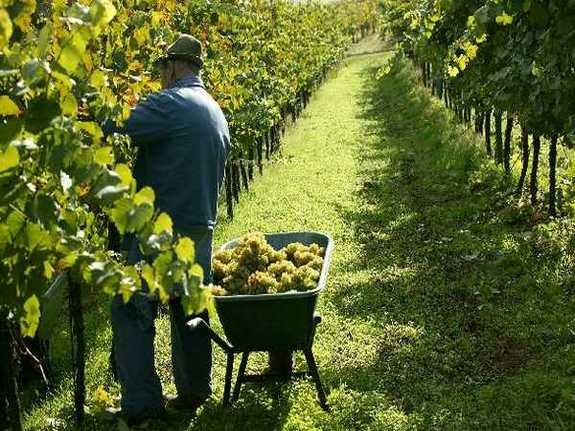 Парламент Украины принял законопроект по стимулированию развития виноградарства
