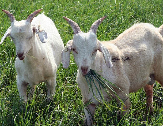 Жительница Одесской области получила срок за кражу коз с пастбища