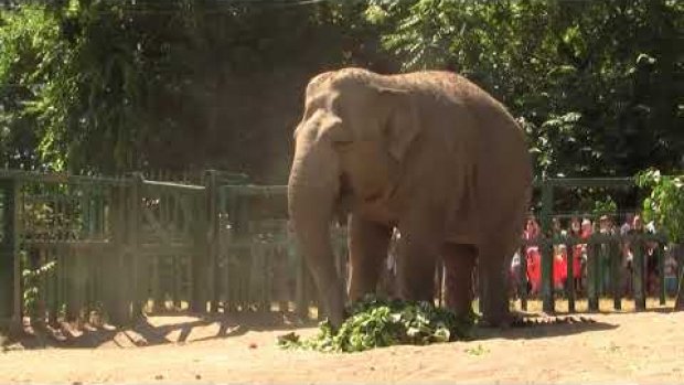 Одесский зоопарк показал купание слонихи Венди