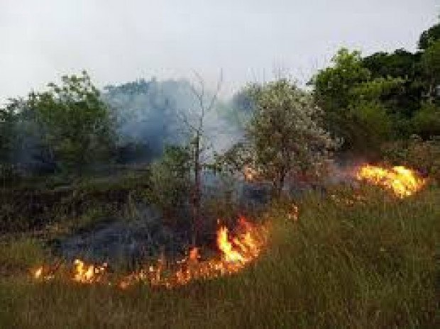 В Одесской области за сутки произошло 16 пожаров на местности: сгорело 7,5 га сухой растительности