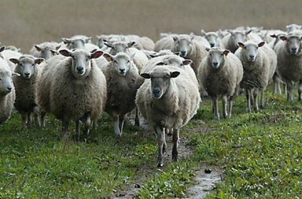 Фермеры Одесской области получат государственную дотацию на содержание коз и овец