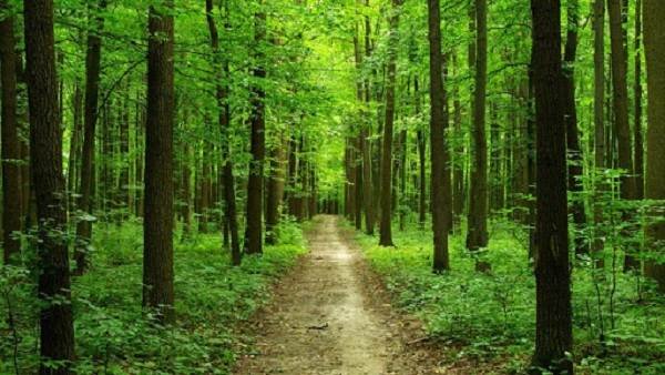В Одесской области реорганизуют госпредприятия лесного хозяйства