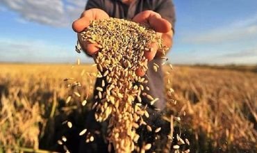 В Одесской области собрали первый миллион тонн зерна