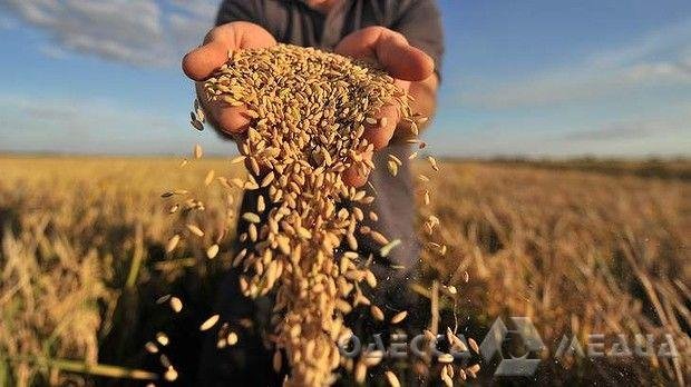 Одесская область первой в Украине завершила сбор ранних зерновых культур