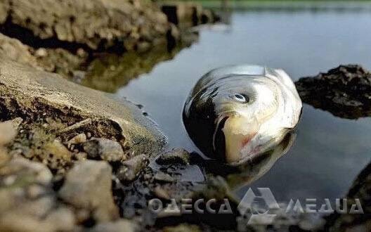 Одесские власти не рекомендуют употреблять свежевыловленную и вяленую рыбу