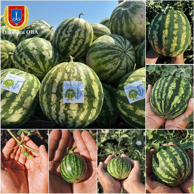 В Одесской области начали собирать урожай арбузов