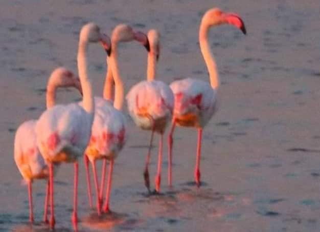 В Одесскую область вернулись фламинго
