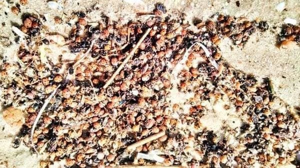 В нацпарку на Одещині екологи виявили масу загиблих жучків