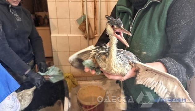 Одеський зоопарк просить небайдужих містян взяти птахів під тимчасову опіку