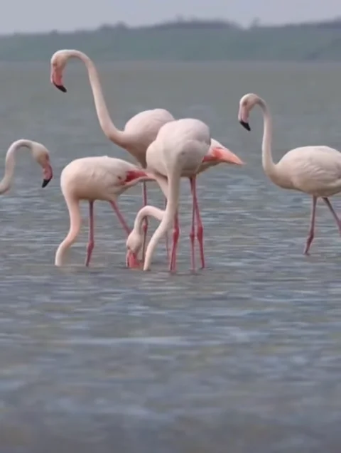 На Одещині помітили перші в цьому році зграї фламінго