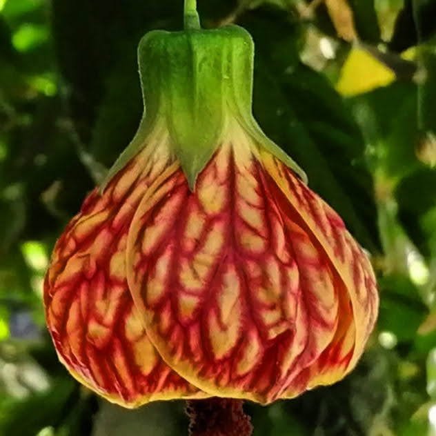 В Одесском ботсаду начинаются цветения экзотических цветов